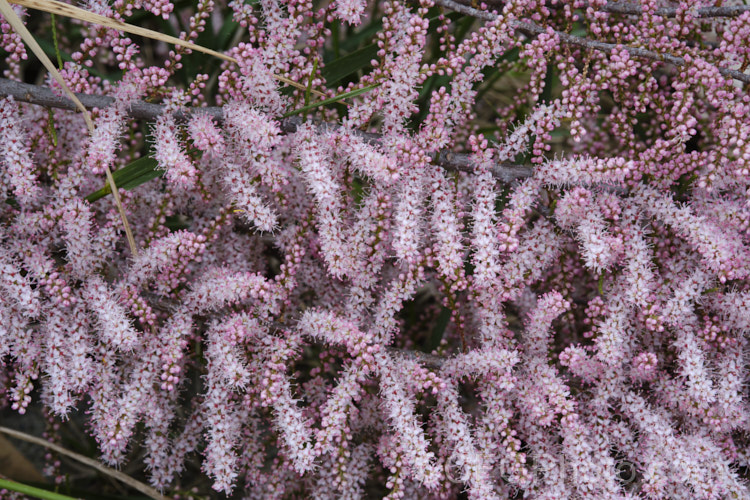 Early Tamarisk (<i>Tamarix parviflora</i>), a large deciduous shrub or small tree native to Europe that is often found in coastal areas. Its branches have a somewhat arching habit and the plant can be distinguished from most of the other commonly grown tamarisks in that it flowers on the old wood in spring, rather than on the new growth in summer. The flower colour ranges from pale greyish pink to a dusky reddish pink