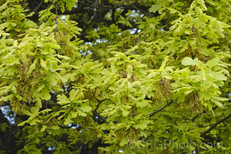English Oak (<i>Quercus robur</i>) in flower. This large, round-headed deciduous tree is found from Britain to western Russia. It lives to a great age and can reach 40m tall, though 20–35m is more common