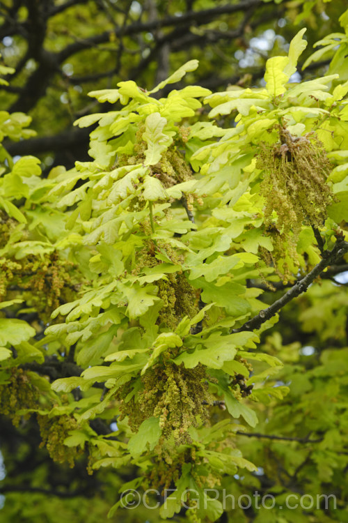 English Oak (<i>Quercus robur</i>) in flower. This large, round-headed deciduous tree is found from Britain to western Russia. It lives to a great age and can reach 40m tall, though 20–35m is more common