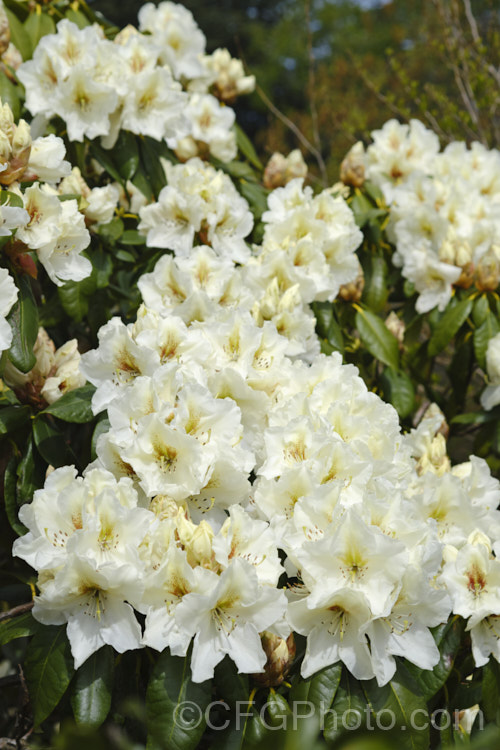 Rhododendron 'Phyllis. Korn' ('Diane' x 'Gomer. Waterer'), an upright, 3m tall, mid-season-blooming bush with flowers that are a pale cream with a contrasting red-brown blotch. It was raised in 1981 by Korn and Shrauger of the United States