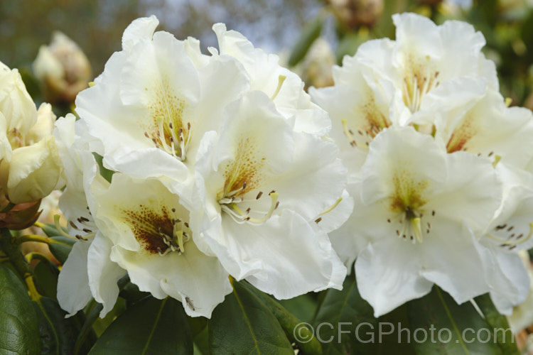 Rhododendron 'Phyllis. Korn' ('Diane' × 'Gomer. Waterer'), an upright, 3m tall, mid-season-blooming bush with flowers that are a pale cream with a contrasting red-brown blotch. It was raised in 1981 by Korn and Shrauger of the United States