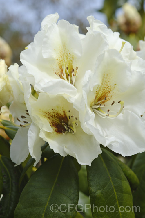 Rhododendron 'Phyllis. Korn' ('Diane' × 'Gomer. Waterer'), an upright, 3m tall, mid-season-blooming bush with flowers that are a pale cream with a contrasting red-brown blotch. It was raised in 1981 by Korn and Shrauger of the United States