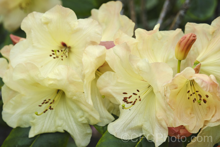 Rhododendron 'Horizon. Monarch' ('Nancy. Evans' x 'Point. Defiance'), a 2m tall hybrid introduced in 1989 by Brockenbrough of the United States. In addition to its beautiful flowerheads it has lush deep green foliage. In 2002 it received the Royal Horticultural. Society's Award of Garden. Merit