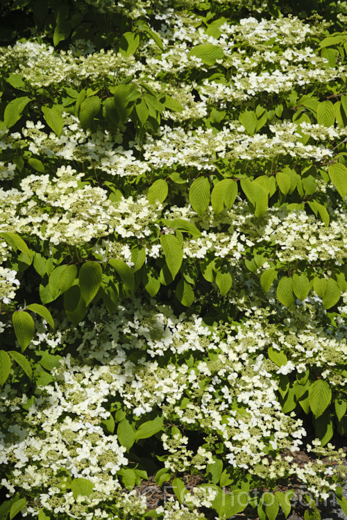 Viburnum plicatum 'Mariesii', a form of a common. Chinese and Japanese spring-flowering deciduous shrub in which the branches are strongly horizontal, creating a tiered effect