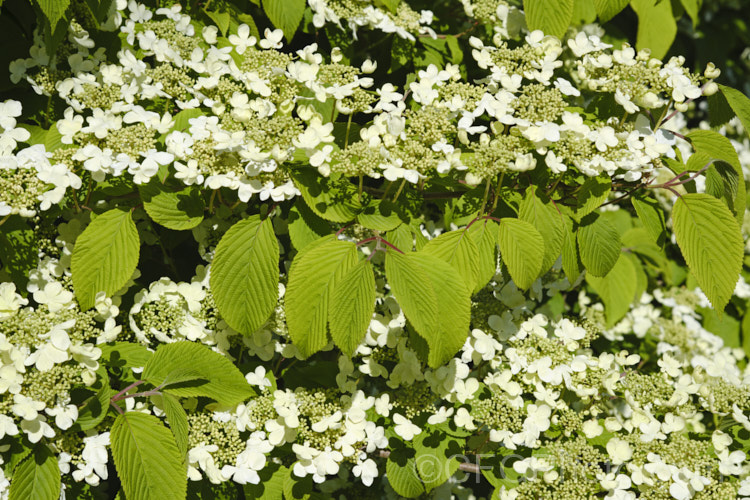 Viburnum plicatum 'Mariesii', a form of a common. Chinese and Japanese spring-flowering deciduous shrub in which the branches are strongly horizontal, creating a tiered effect