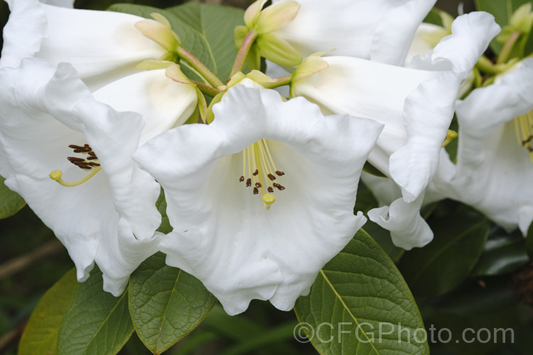 Rhododendron lindleyi, a 4m tall shrub with very fragrant flowers. Often epiphytic in the wild, it is found in northern India, Nepal, Bhutan and Sikkim at 3500–4500m