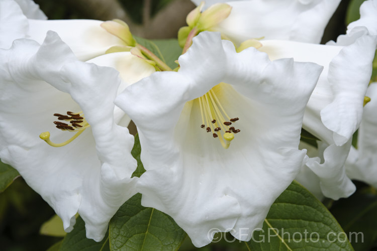 Rhododendron lindleyi, a 4m tall shrub with very fragrant flowers. Often epiphytic in the wild, it is found in northern India, Nepal, Bhutan and Sikkim at 3500–4500m