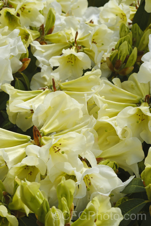 Rhododendron 'Parisienne' (<i>Rhododendron valentianum x Rhododendron burmanicum</i>), an early-flowering hybrid with bronze foliage. Raised by Rothschild in 1947, it was among the first yellow-flowered hybrids and in common with many of these it lacks hardiness. The modern form of 'Parisienne' is more compact than the original cultivar and is sometimes called 'Parisienne. Improved', though as it has largely replaced the earlier form this distinction is hardly necessary