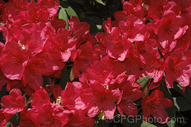 Rhododendron 'Elizabeth' (<i>Rhododendron forrestii var. repens × Rhododendron griersonianum</i>), a 1-1.5m tall hybrid introduced by Aberconway of Wales. While perhaps inclined to be a somewhat untidy grower, 'Elizabeth' has been very influential in the development of modern hybrids and always flowers well