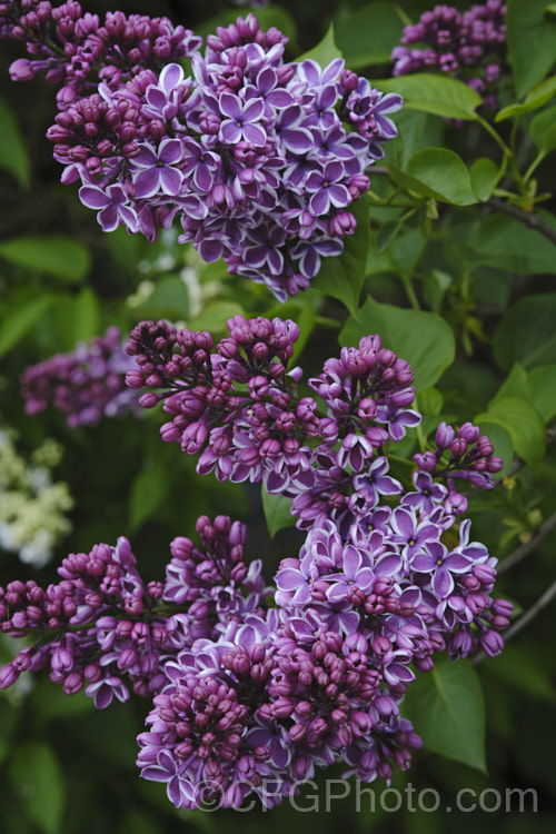 Syringa vulgaris 'Sensation', a lilac cultivar with white-edged deep mauve to purple flowers. It is strongly scented and reasonably compact, eventually reaching around 35m tall