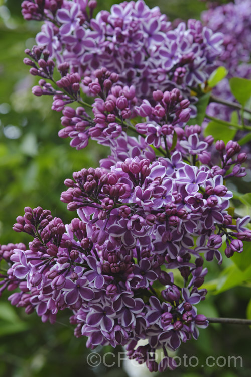 Syringa vulgaris 'Sensation', a lilac cultivar with white-edged deep mauve to purple flowers. It is strongly scented and reasonably compact, eventually reaching around 35m tall
