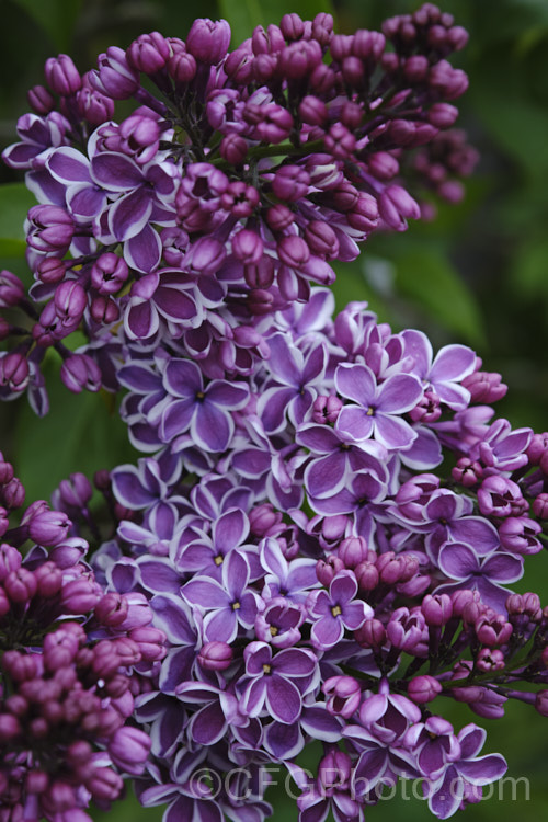 Syringa vulgaris 'Sensation', a lilac cultivar with white-edged deep mauve to purple flowers. It is strongly scented and reasonably compact, eventually reaching around 35m tall