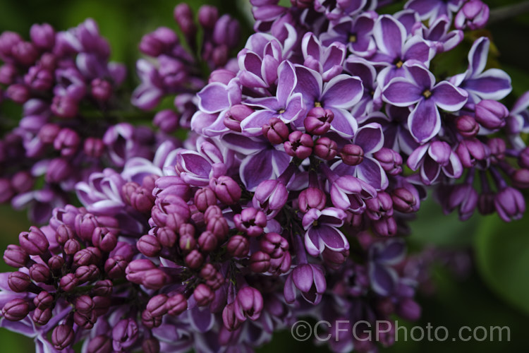 Syringa vulgaris 'Sensation', a lilac cultivar with white-edged deep mauve to purple flowers. It is strongly scented and reasonably compact, eventually reaching around 35m tall