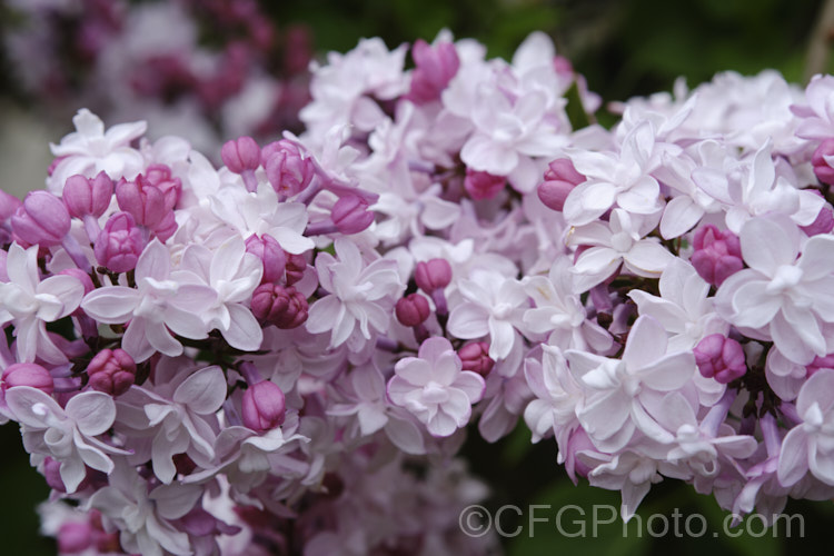 <a href='oleaceae-plant-family-Syringa vulgaris 'Alphonse. Lavalle' (sometimes spelt Lavallee or Lavallec</i>) a very fragrant and heavy-flowering lilac cultivar raised by Lemoine of France and dating from around 1900