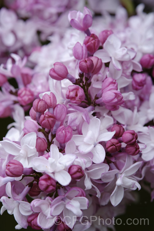Syringa vulgaris 'Alphonse Lavalle' (sometimes spelt Lavallee or Lavallec</i>) a very fragrant and heavy-flowering lilac cultivar raised by Lemoine of France and dating from around 1900.