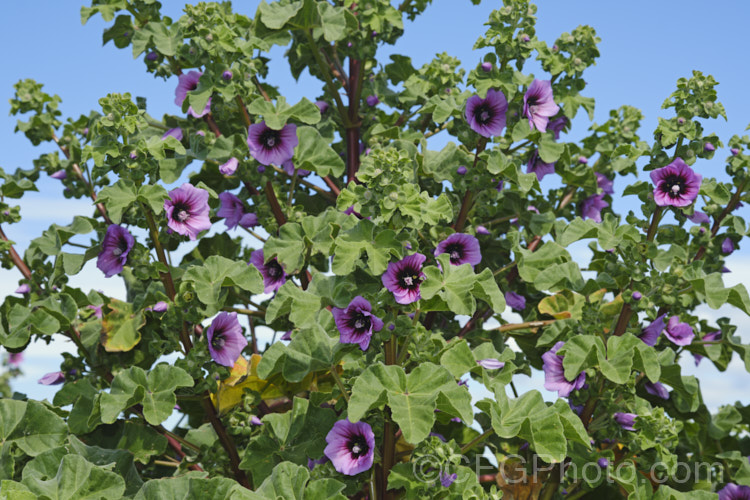 Tree Mallow (<i>Malva arborea [syn. Lavatera arborea]), an evergreen biennial or perennial subshrub native to southern Europe and the Mediterranean, usually in coastal areas, and now widely naturalised. It can grow to as much as 3m tall and occurs in several forms with the flower colour ranging from pale mauve to deep purple-red. It blooms year-round in mild climates