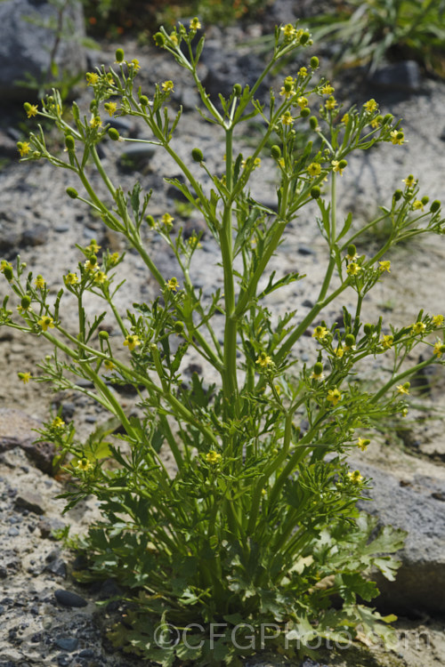 Celery-leaved Buttercup or Cursed. Crowfoot (<i>Ranunculus scleratus</i>), an upright, 30-50cm tall, summer-flowering annual with foliage and stems that resemble celery, which sometimes leads people to eat it, which is a serious error, as it is toxic and will also cause blistering of the lips and mouth. Originally native to Eurasia and Africa, it is now a widespread weed, preferring damp soil