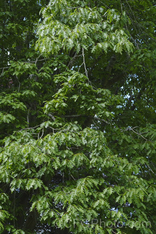 The summer foliage of Red Oak or Northern Red Oak (<i>Quercus rubra</i>), a 30–40m tall deciduous tree native to eastern North America. The leaves are up to 20cm long and will often turn deep red in autumn