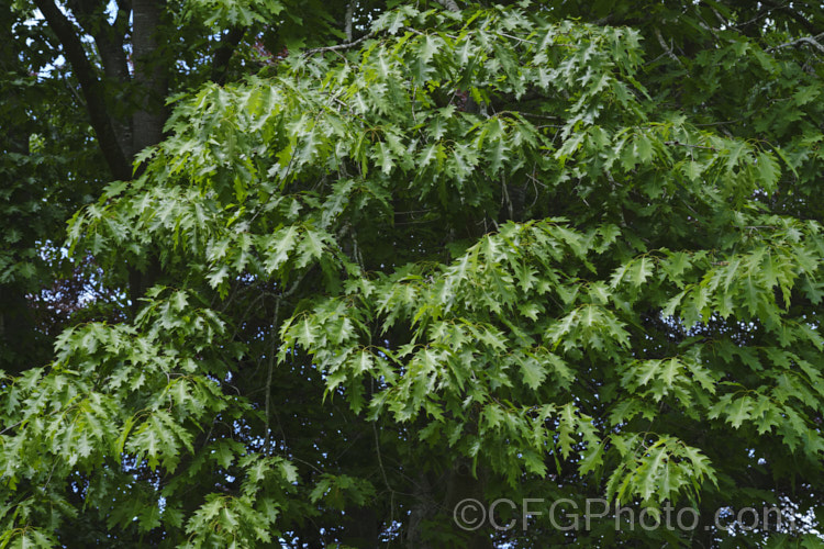 The summer foliage of Red Oak or Northern Red Oak (<i>Quercus rubra</i>), a 30–40m tall deciduous tree native to eastern North America. The leaves are up to 20cm long and will often turn deep red in autumn