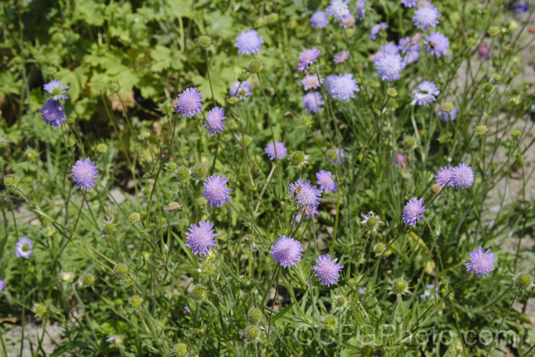 Scabiosa columbaria 'Butterfly. Blue' (aka 'Blue Butterfly'), cultivar of a summer-flowering biennial or short-lived perennial native to Europe, western Asia and North Africa 'Butterfly. Blue' has fine ferny foliage that forms a low mound with flower stems around 30-40cm tall, rarely to 70cm