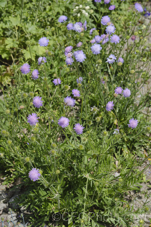 Scabiosa columbaria 'Butterfly. Blue' (aka 'Blue Butterfly'), cultivar of a summer-flowering biennial or short-lived perennial native to Europe, western Asia and North Africa 'Butterfly. Blue' has fine ferny foliage that forms a low mound with flower stems around 30-40cm tall, rarely to 70cm