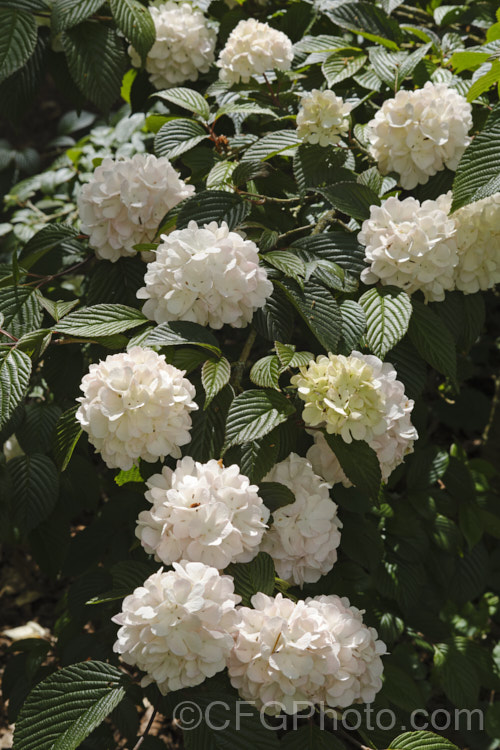 Viburnum plicatum 'Rosacea', a form of a common. Chinese and Japanese spring-flowering deciduous shrub with cream and pink-tinted sterile flowers and bronze new growth.