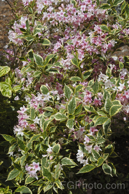 Weigela florida 'Variegata', a very popular variegated foliage form of a spring-flowering deciduous shrub native to northern China, Japan and Korea. It grows to around 35m tall