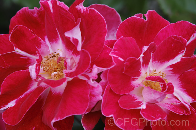 Rosa 'Old Master' ('Maxi' × ['Evelyn Fison' × ('Orange Sweetheart' × 'Frühlingsmorgen')]), a Cluster-flowered (<i>Floribunda</i>) bush raised by McGredy of New Zealand in 1974. One of the early 'hand-painted' roses. Order: Rosales, Family: Rosaceae