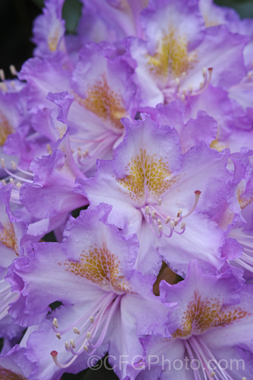 Pontic. Rhododendron (<i>Rhododendron ponticum</i>), a large, evergreen, late spring- to early summer-flowering shrub native to the Mediterranean region. It can grow to over 8m tall, is tough and adaptable, and has naturalised in many temperate areas