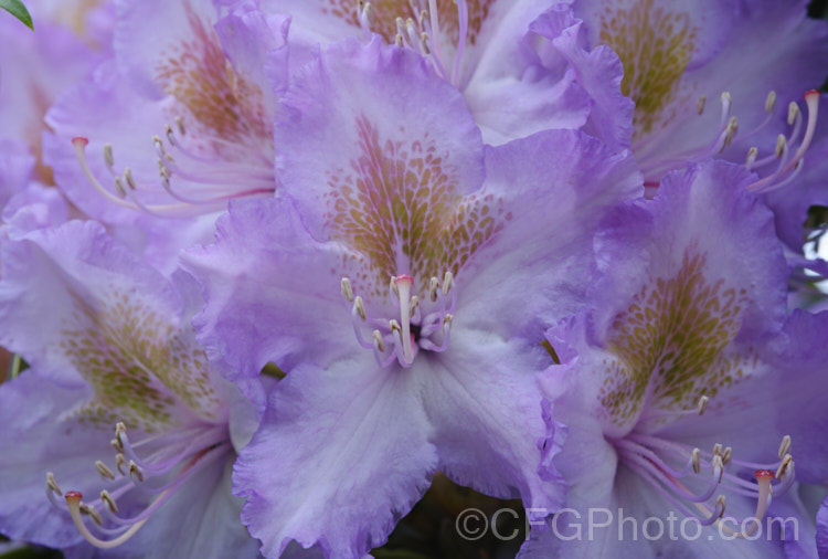 Pontic. Rhododendron (<i>Rhododendron ponticum</i>), a large, evergreen, late spring- to early summer-flowering shrub native to the Mediterranean region. It can grow to over 8m tall, is tough and adaptable, and has naturalised in many temperate areas