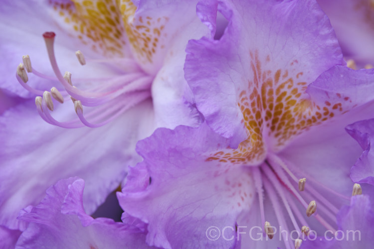 Pontic. Rhododendron (<i>Rhododendron ponticum</i>), a large, evergreen, late spring- to early summer-flowering shrub native to the Mediterranean region. It can grow to over 8m tall, is tough and adaptable, and has naturalised in many temperate areas