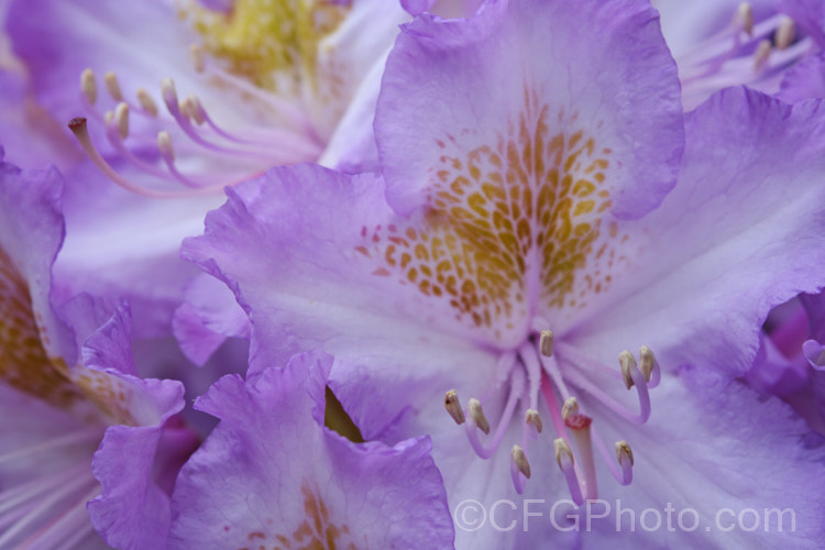Pontic. Rhododendron (<i>Rhododendron ponticum</i>), a large, evergreen, late spring- to early summer-flowering shrub native to the Mediterranean region. It can grow to over 8m tall, is tough and adaptable, and has naturalised in many temperate areas