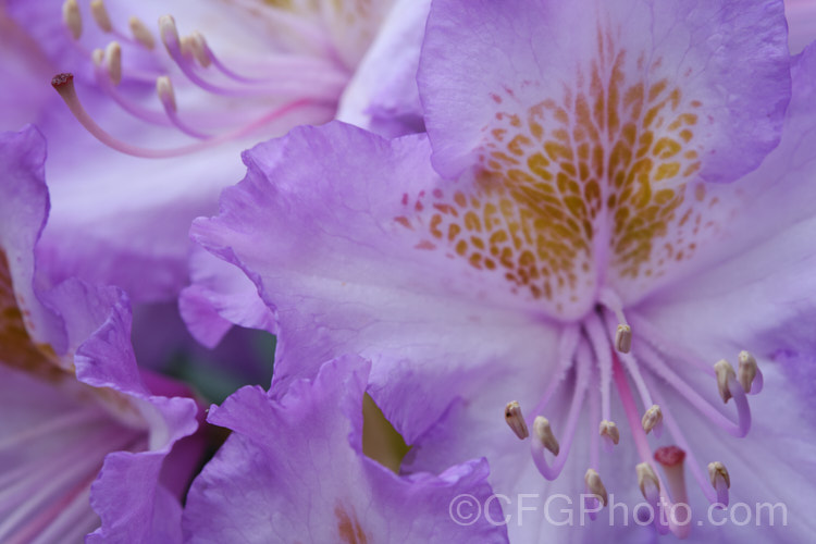 Pontic. Rhododendron (<i>Rhododendron ponticum</i>), a large, evergreen, late spring- to early summer-flowering shrub native to the Mediterranean region. It can grow to over 8m tall, is tough and adaptable, and has naturalised in many temperate areas