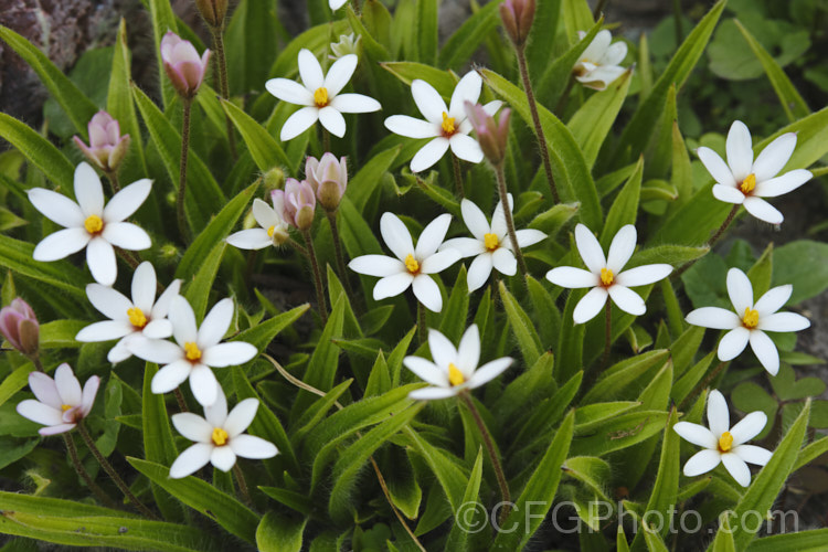 Rhodohypoxis baurii x Hypoxis parvula (syn. X. Rhodoxis hybrida</i>), a hybrid that has smaller and more starry flowers than the typical. Rhodohypoxis. It is very like Hypoxis parvula, but the leaves are grey-green, very downy, and the flowers have a small red center