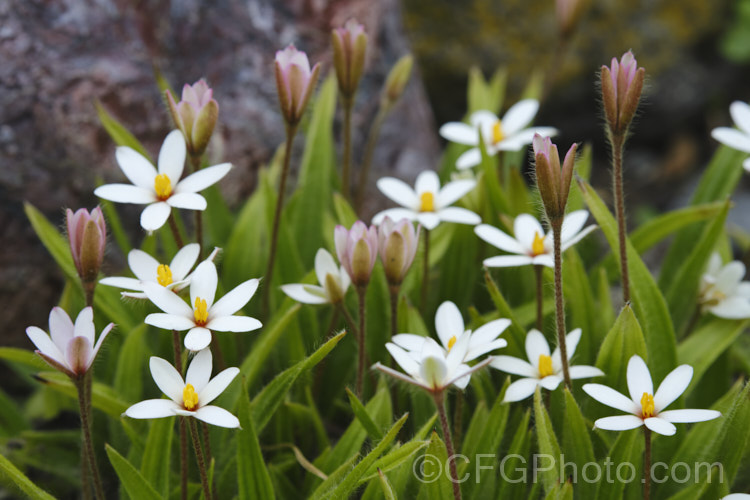 Rhodohypoxis baurii x Hypoxis parvula (syn. X. Rhodoxis hybrida</i>), a hybrid that has smaller and more starry flowers than the typical. Rhodohypoxis. It is very like Hypoxis parvula, but the leaves are grey-green, very downy, and the flowers have a small red center