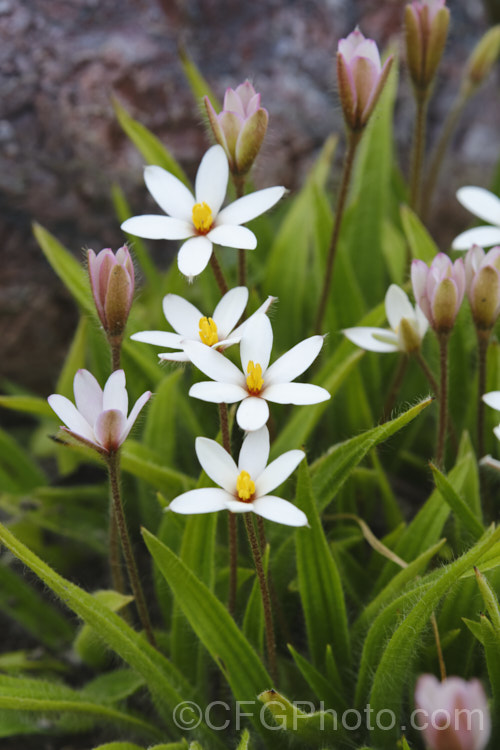 Rhodohypoxis baurii x Hypoxis parvula (syn. X. Rhodoxis hybrida</i>), a hybrid that has smaller and more starry flowers than the typical. Rhodohypoxis. It is very like Hypoxis parvula, but the leaves are grey-green, very downy, and the flowers have a small red center