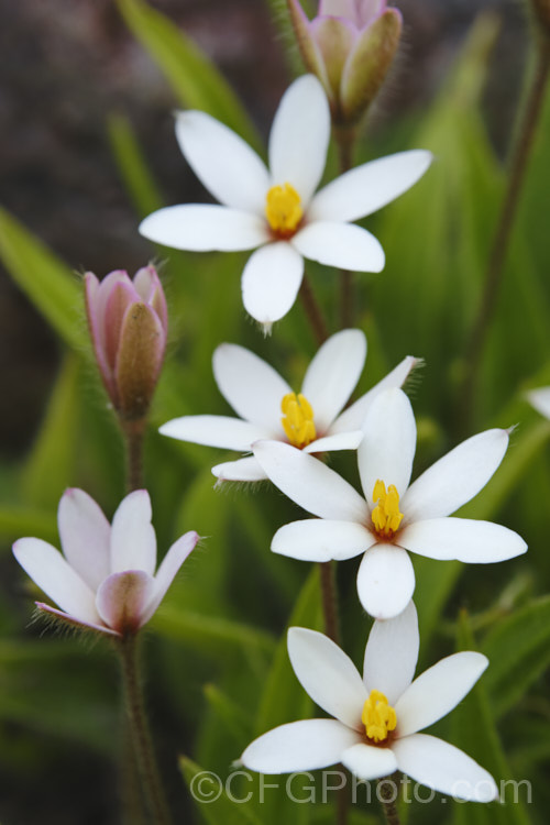Rhodohypoxis baurii x Hypoxis parvula (syn. X. Rhodoxis hybrida</i>), a hybrid that has smaller and more starry flowers than the typical. Rhodohypoxis. It is very like Hypoxis parvula, but the leaves are grey-green, very downy, and the flowers have a small red center