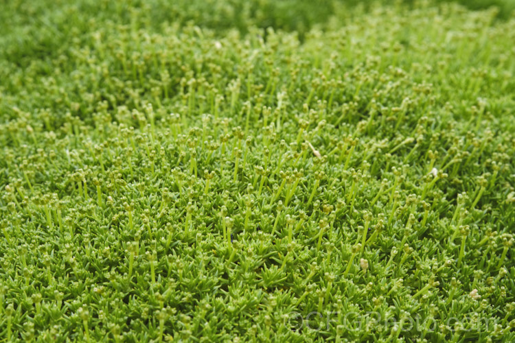 Scleranthus biflorus with flower buds. This spreading evergreen perennial forms a dense cushion of minute leaves and in late spring it produces tiny paired cream flowers. This species occurs in New Zealand, Tasmania and southern South America