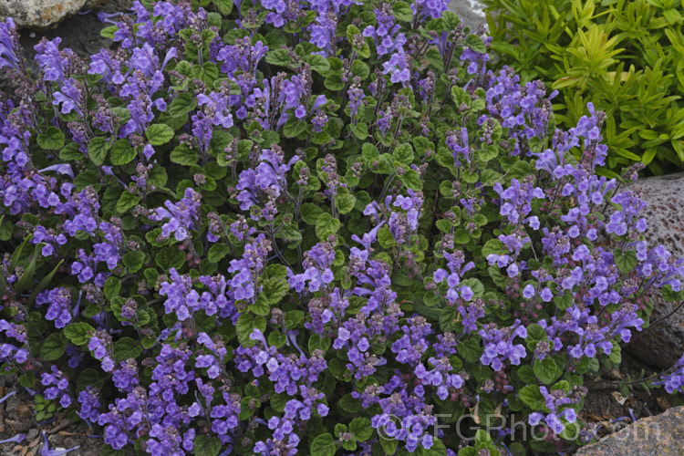 Skullcap or Helmet. Flower (<i>Scutellaria indica var. parvifolia</i>), a small-leafed natural variety of a late spring- to early-summer-flowering perennial native to Japan and nearby parts of China and Korea