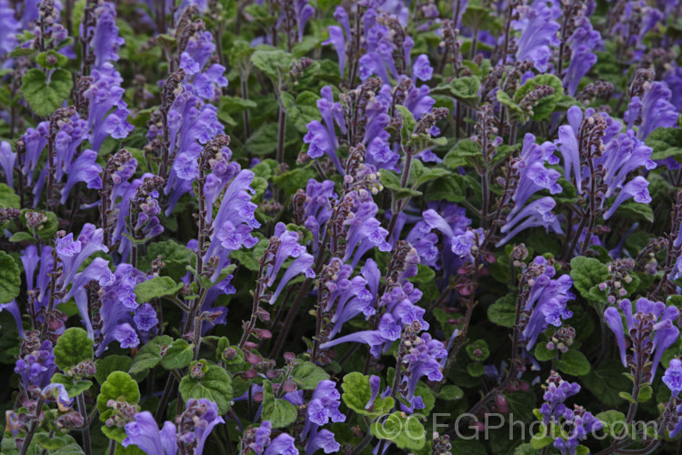 Skullcap or Helmet. Flower (<i>Scutellaria indica var. parvifolia</i>), a small-leafed natural variety of a late spring- to early-summer-flowering perennial native to Japan and nearby parts of China and Korea