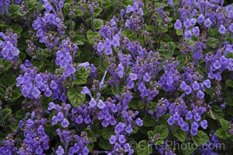 Skullcap or Helmet. Flower (<i>Scutellaria indica var. parvifolia</i>), a small-leafed natural variety of a late spring- to early-summer-flowering perennial native to Japan and nearby parts of China and Korea