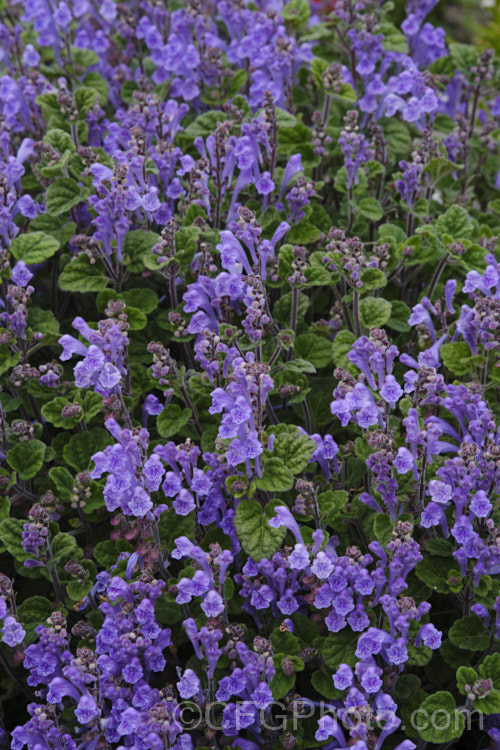 Skullcap or Helmet. Flower (<i>Scutellaria indica var. parvifolia</i>), a small-leafed natural variety of a late spring- to early-summer-flowering perennial native to Japan and nearby parts of China and Korea