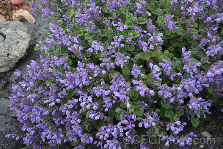 Skullcap or Helmet. Flower (<i>Scutellaria indica var. parvifolia</i>), a small-leafed natural variety of a late spring- to early-summer-flowering perennial native to Japan and nearby parts of China and Korea