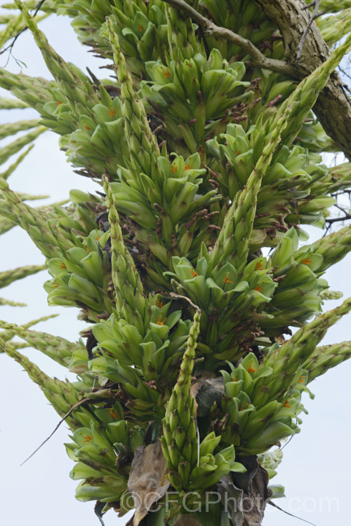 Puya chilensis, a terrestrial bromeliad that forms a dense clump of rosettes of fiercely toothed, narrow, silver-grey leaves covered in fine, dusty scales. Its flower stem is up to 25m tall and the flowers are yellow to light green. The plant is native to dry areas of theChilean. Andes, where it occurs in the Matorral (a. Mediterranean climate area with wet winters and dry summers</i>) at elevations of 300–1000m