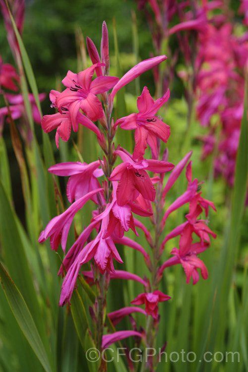 A dark-flowered form of Watsonia borbonica (syn. Watsonia pyramidata</i>), a late spring- to summer-flowering cormous perennial native to the southwestern Cape region of South Africa. The flower colour is typically mid pink but can range from white to deep reddish pink