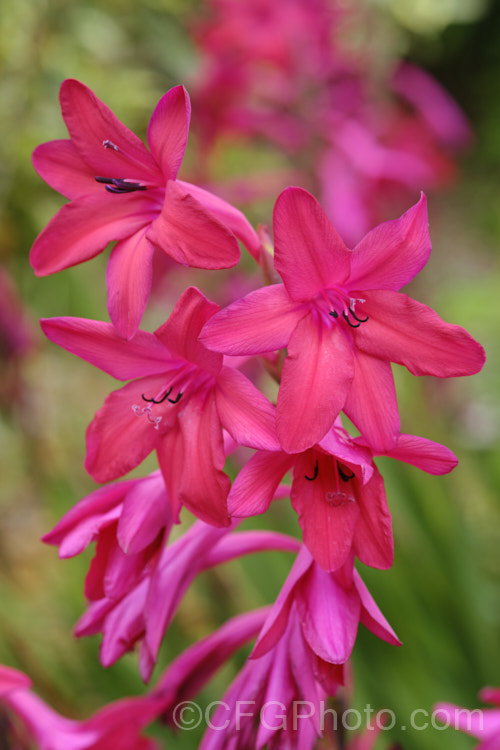 A dark-flowered form of Watsonia borbonica (syn. Watsonia pyramidata</i>), a late spring- to summer-flowering cormous perennial native to the southwestern Cape region of South Africa. The flower colour is typically mid pink but can range from white to deep reddish pink