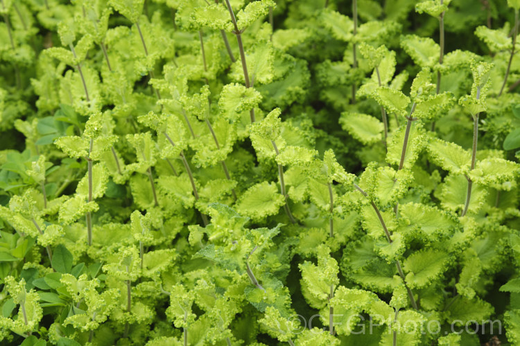 Teucrium scorodonia 'Crispum. Marginatum', a foliage cultivar of European perennial or semi-evergreen subshrub that grows to around 1m high. It is notable for the wavy, scalloped edges of its leaves. In summer it produces heads of whorls of yellow-green flowers, but it is often at its most attractive in spring when it has bright yellow-green young growth