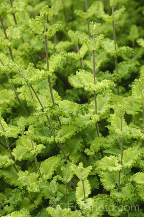 Teucrium scorodonia 'Crispum. Marginatum', a foliage cultivar of European perennial or semi-evergreen subshrub that grows to around 1m high. It is notable for the wavy, scalloped edges of its leaves. In summer it produces heads of whorls of yellow-green flowers, but it is often at its most attractive in spring when it has bright yellow-green young growth