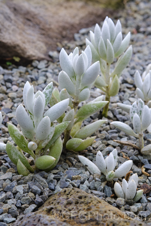 Cocoon Plant (<i>Senecio haworthii [syn. Caputia tomentosa]), a South African evergreen succulent cultivated mainly for its downy white foliage, reminiscent of silkworm cocoons. The petalless yellow flowerheads are not really a feature. It is a subalpine plant native to Cape. Province and can grow to 25cm high