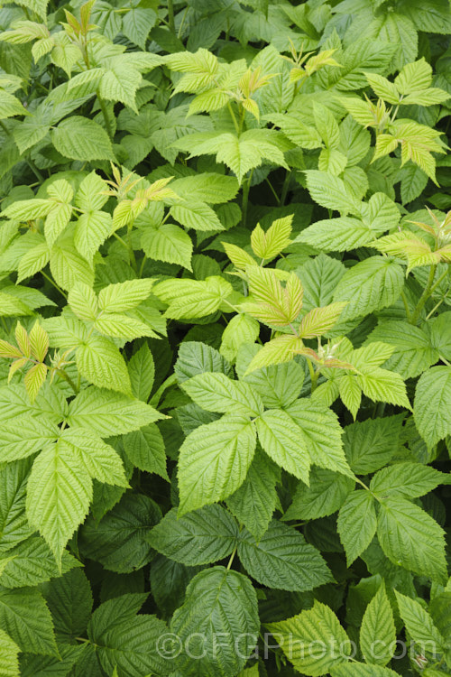 New growth of raspberry (<i>Rubus idaeus</i>), a 15-2m tall deciduous Eurasian shrub that forms a clump of erect, strong-growing canes that are bristly rather than prickly. Its white flowers appear in spring and develop quickly into the familiar edible red fruits. Autumn-fruiting or everbearing raspberries are often pruned back hard in winter so they produce a single late season crop. Raspberries are popular for eating fresh, but the texture of the fruit does not appeal to all, so they are perhaps better known in pulped form, used as a flavouring